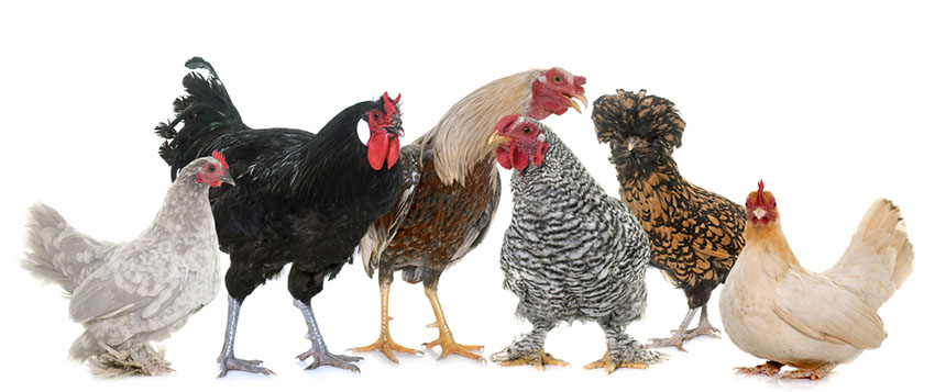 the-wonderful-world-of-chickens-about-chickens-chickens-guide